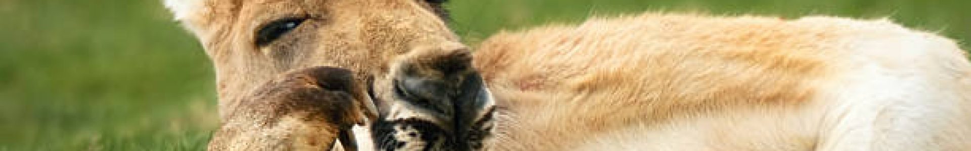 Sri Lankans in Australia 2025: A DreamShift Deep Dive